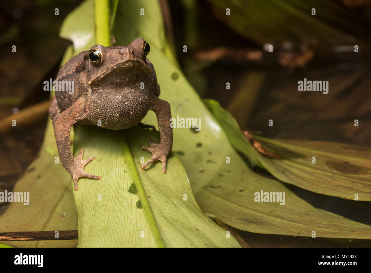 A south American common toad male (Rhinella margaritifera) has found a puddle and trills from there in the hopes of attracting a mate. Stock Photo