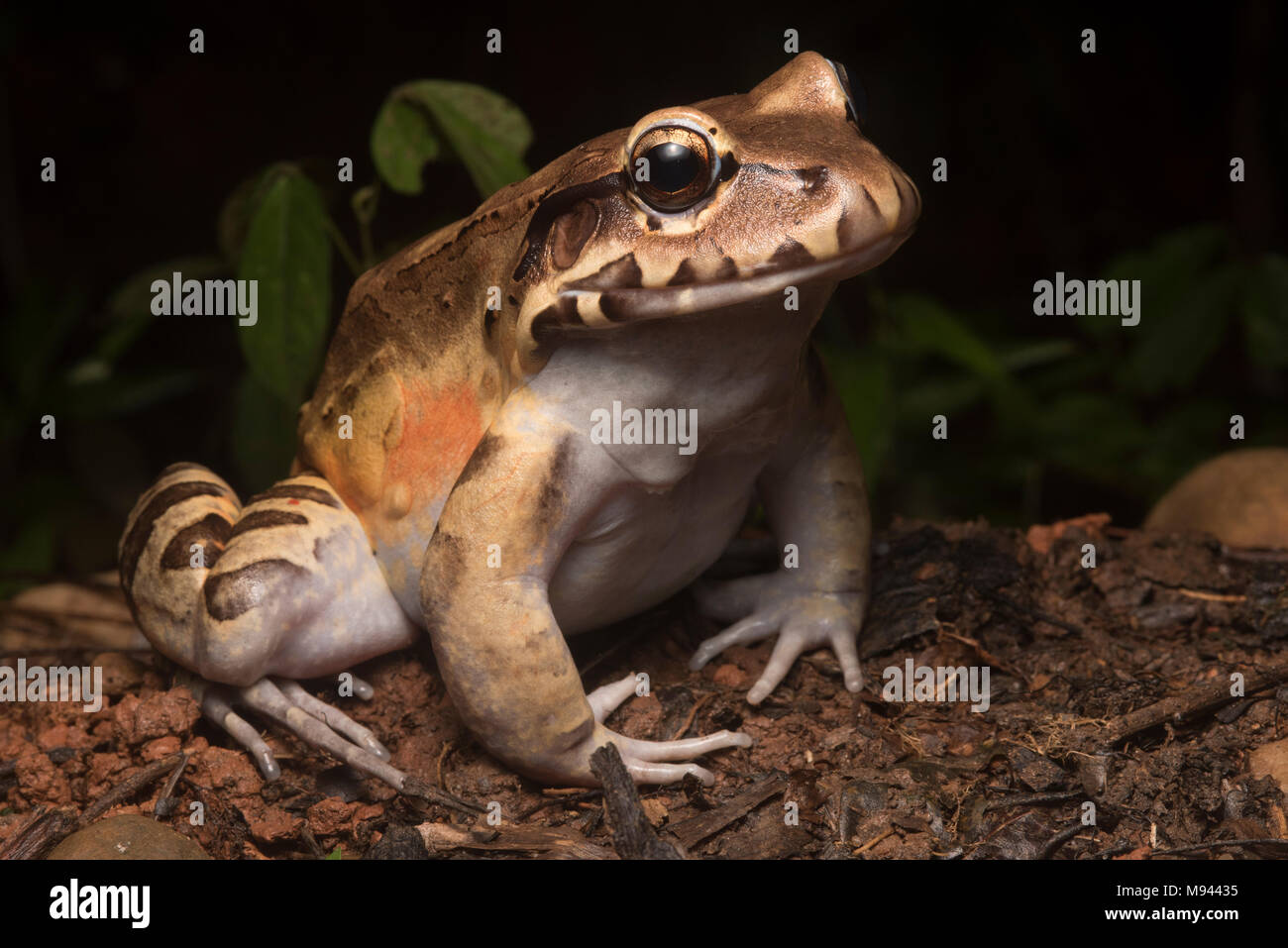 The smoky jungle frog (Leptodactylus pentadactylus) is the largest frog species in its range, it sits on the forest floor and eats smaller prey. Stock Photo
