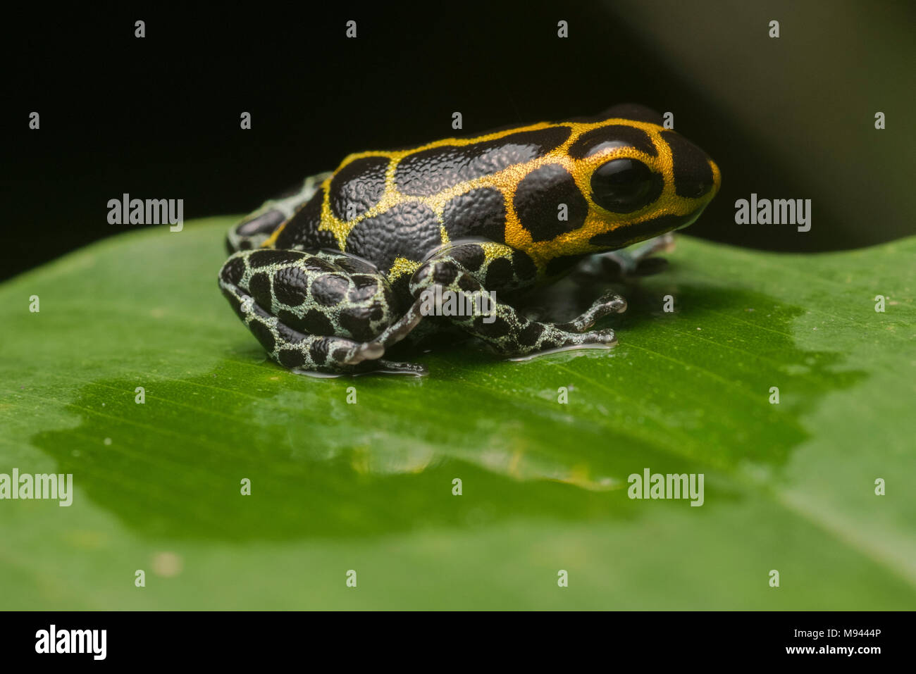 Mimic poison frog (Ranitomeya imitator) on a leaf at night, it is a mullerian mimic of R. variabilis. Both species are toxic & gain shared protection. Stock Photo