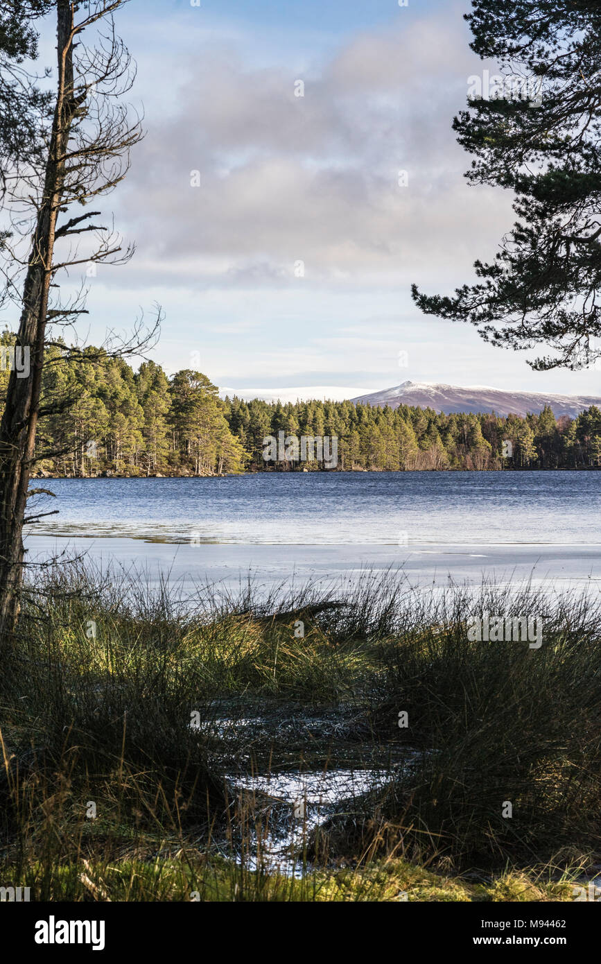 Loch Garten and Abernethy Forest in the Cairngorms National Park of Scotland. Stock Photo