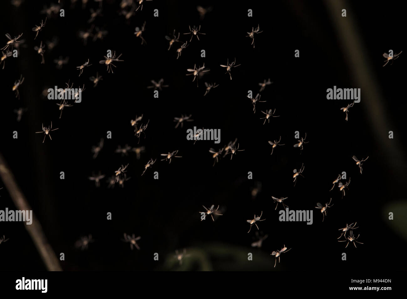 A swarm of sandflies from tropical Peru. Annoying on their own, they also are vectors for Leishmaniasis. Stock Photo