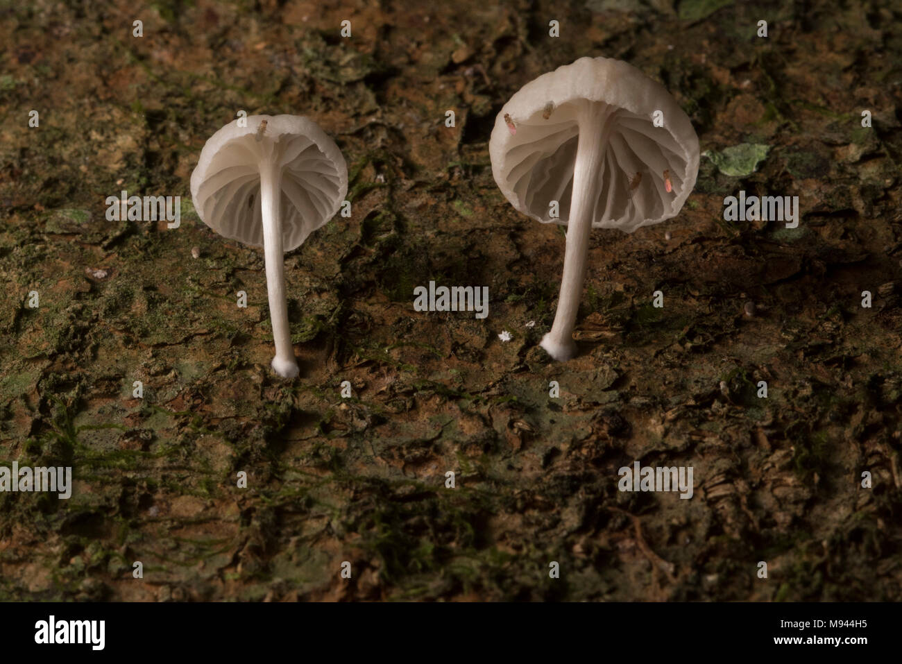 A pair of mushrooms growing on tree bark in Peru. Stock Photo