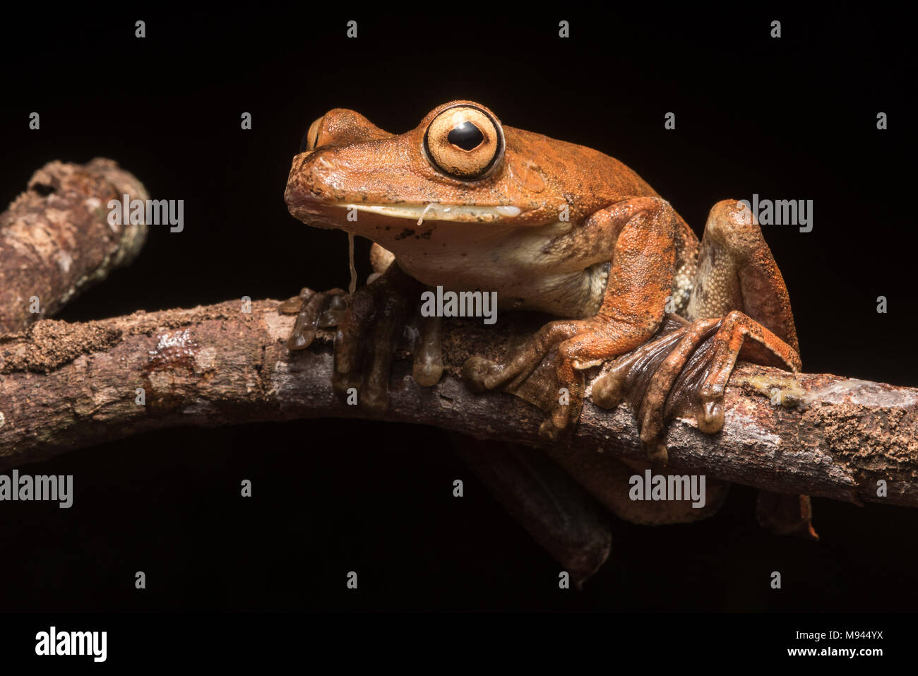 A rusty treefrog (Hypsiboas boans) from the jungle, they spend most of their time high up in the canopy & only descend late at night. Stock Photo
