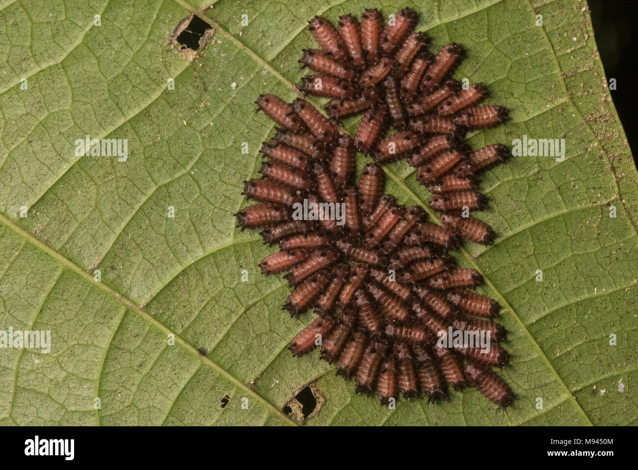 Stinging slug hi-res stock photography and images - Alamy