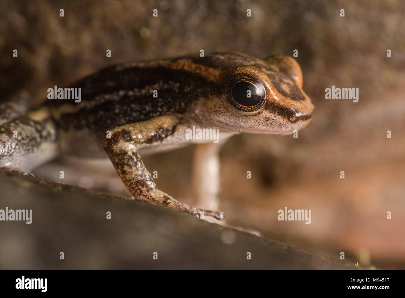 Los tayos rocket frog hi-res stock photography and images - Alamy
