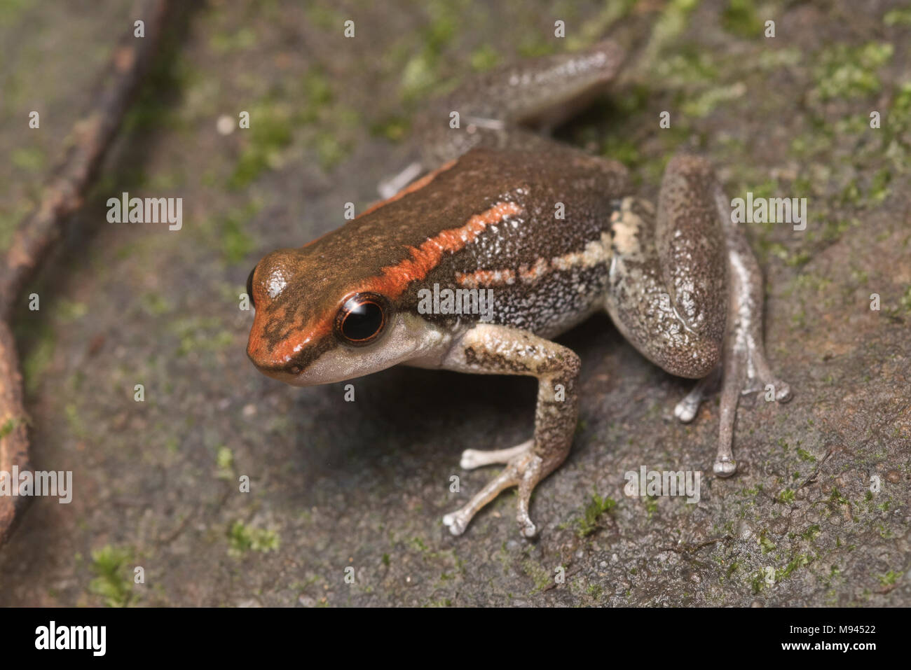 Hyloxalus nexipus hi-res stock photography and images - Alamy