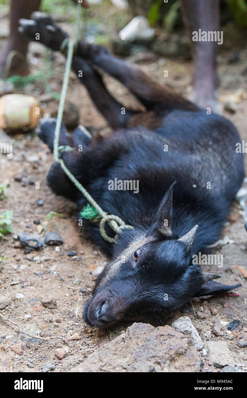 Slaughter of a goat hires stock photography and images Alamy