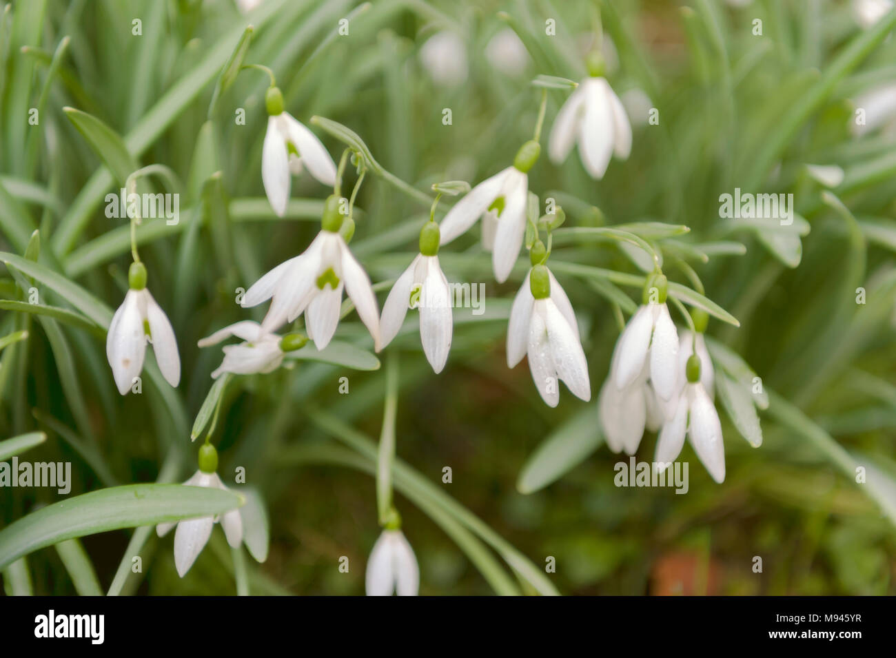 Freshness first photography hi-res stock photography and images - Alamy