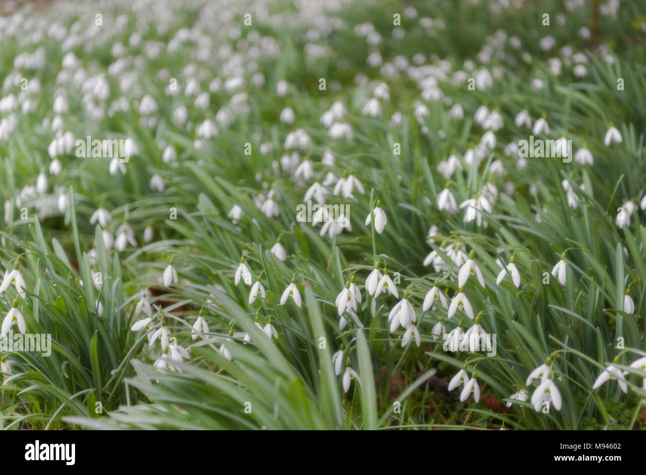 Freshness first photography hi-res stock photography and images - Alamy