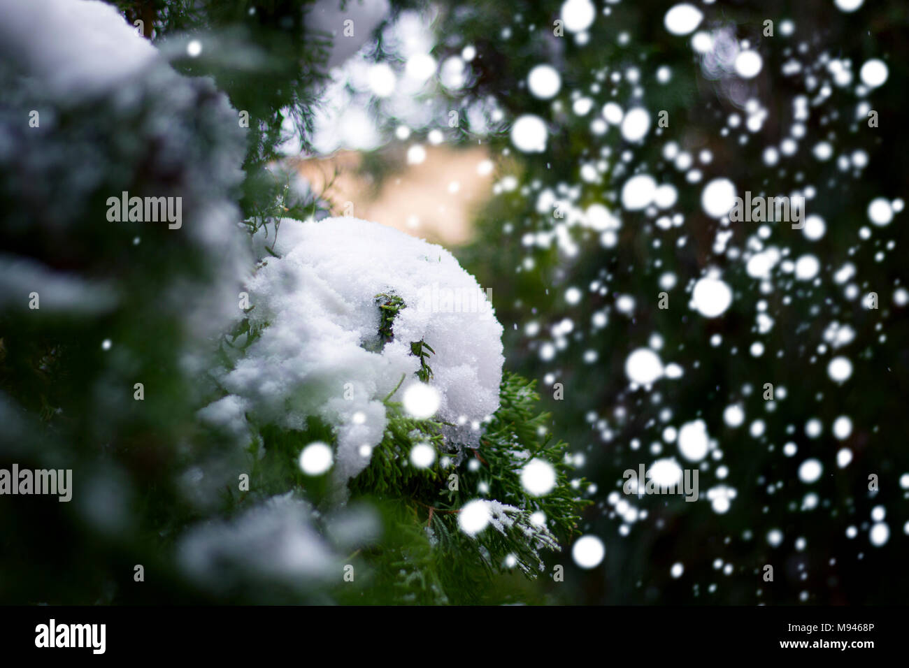 Snow pine tree hi-res stock photography and images - Alamy
