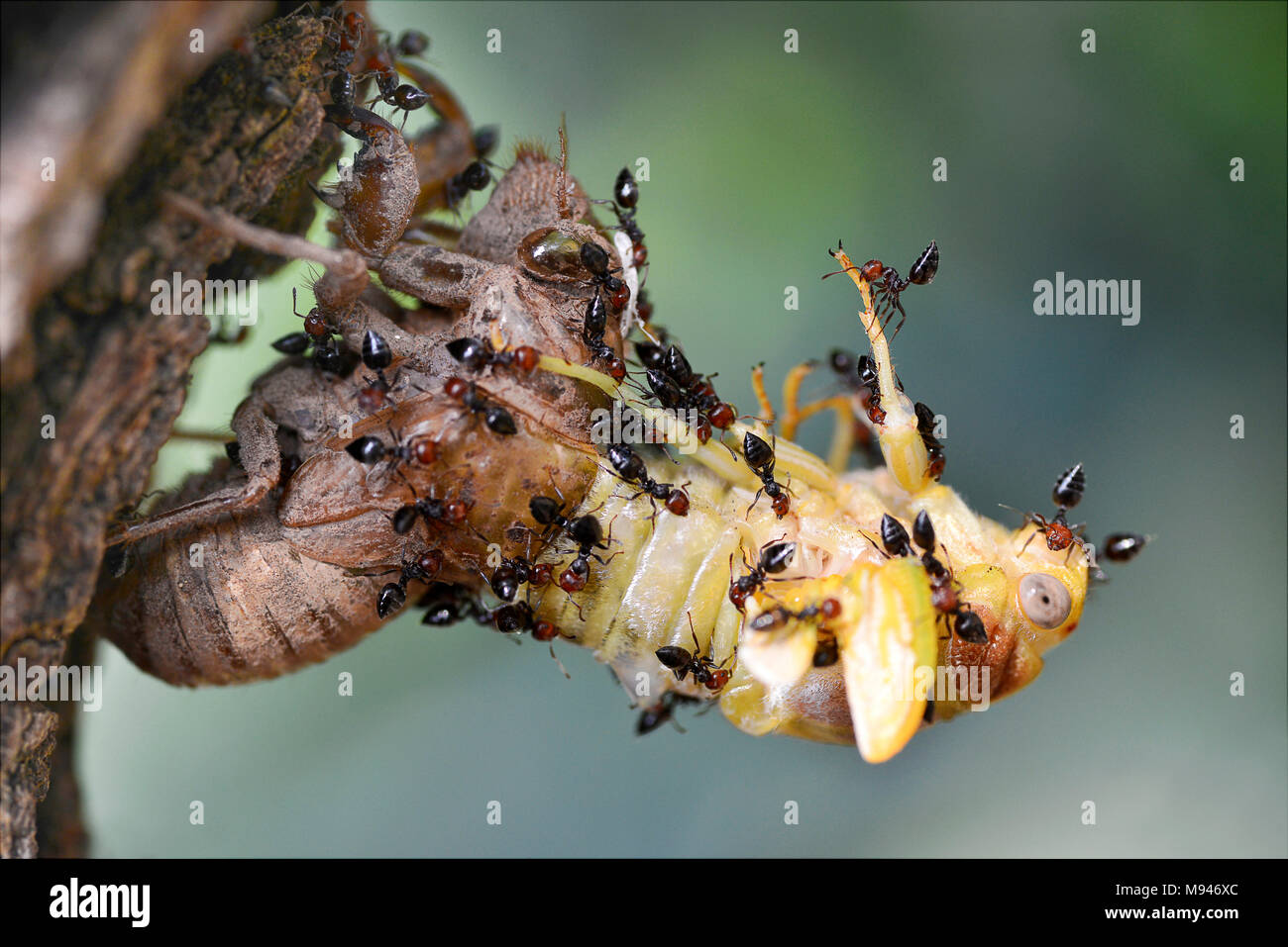 Profile macro of cicada Lyristes Plebeja emerging from its exuvia attacked by ants Stock Photo
