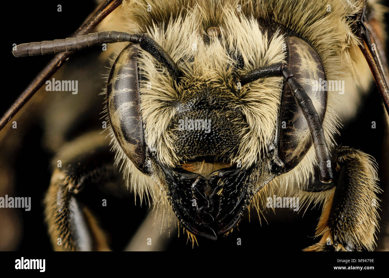 Megachile latimanus, F, Face1, MI, Alger County Stock Photo