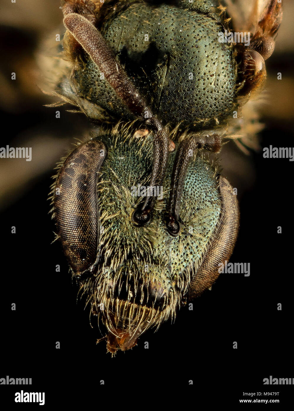 Lasioglossum admirandum, F, Face, WI, Eau Claire County Stock Photo