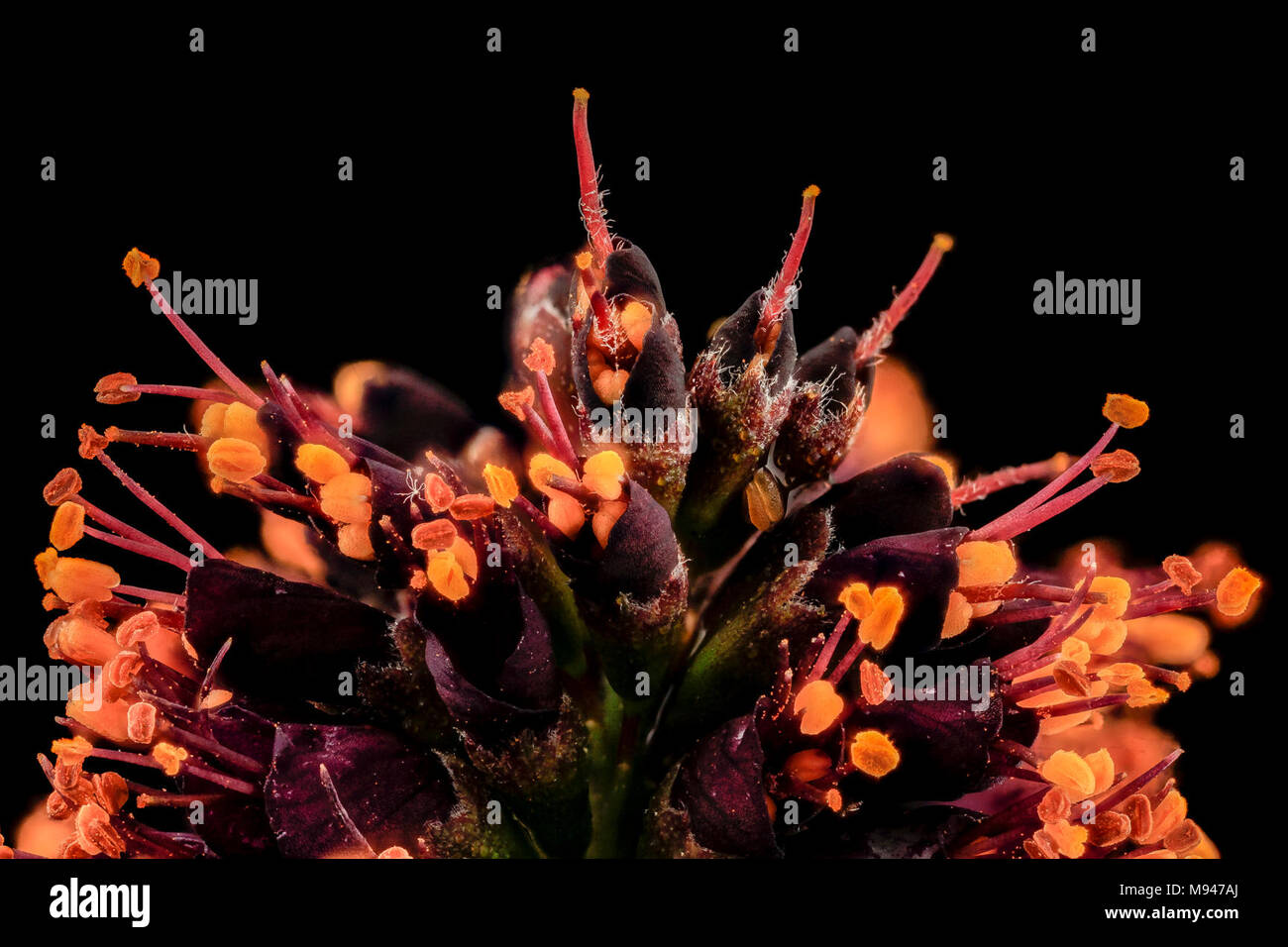 Amorpha fruticosa, md, upper marlboro Stock Photo