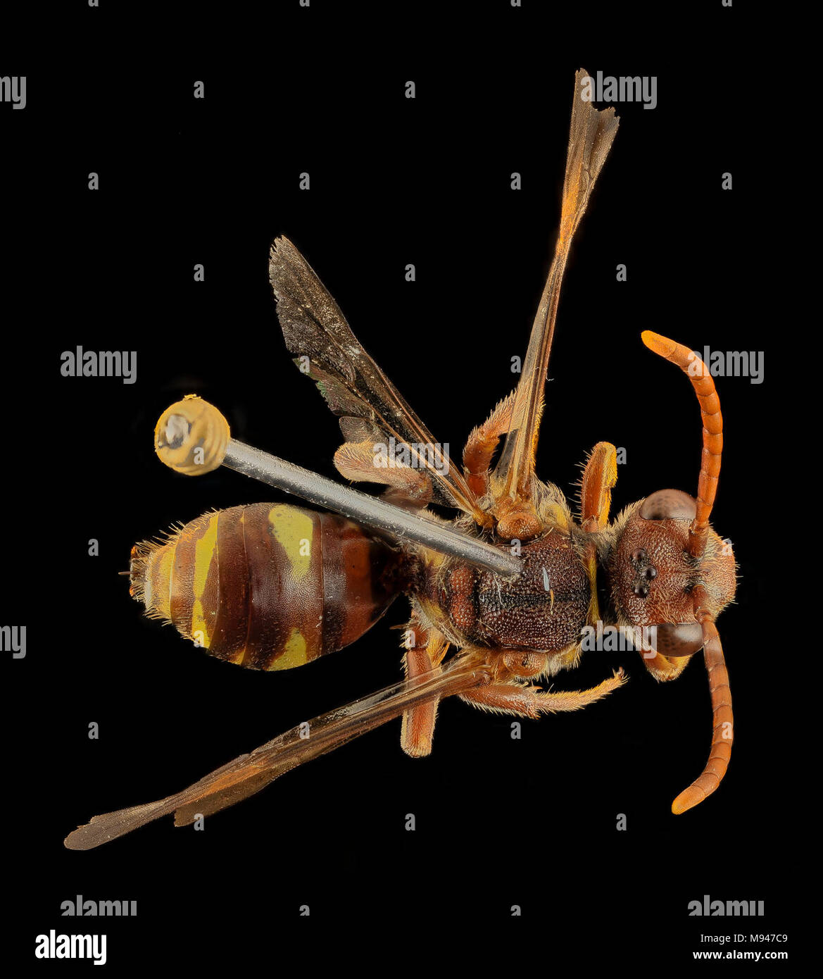 nomada bethunei,f,back, md, kent county Stock Photo