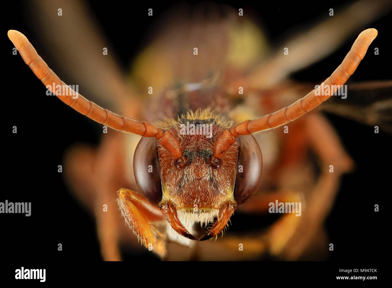 nomada bethunei, f, face, md, kent county Stock Photo