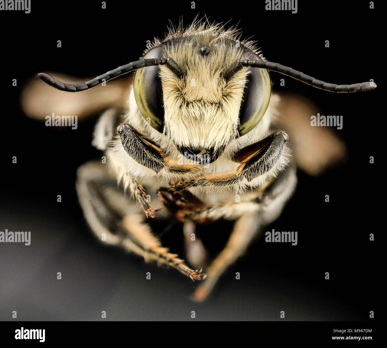 Megachile mendica, m, fade, md aleghany county Stock Photo