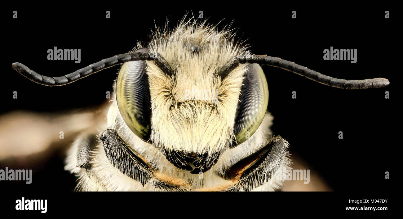 Megachile mendica,m, face, md, aleghany county Stock Photo
