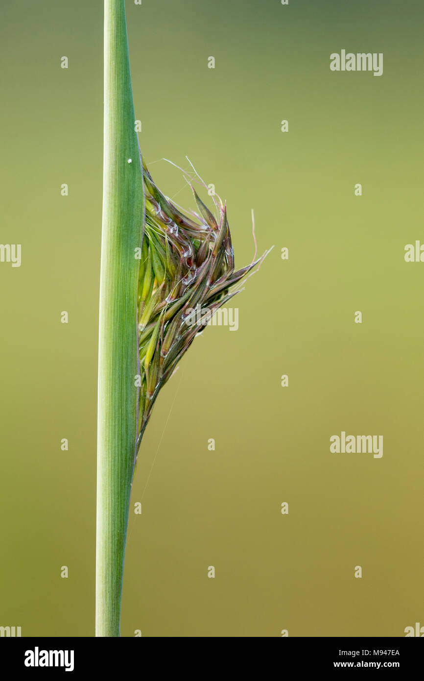 63863 02604 Big Bluestem Andropogon Gerardi Grass Seed Head Emerging Marion Co Il Stock Photo Alamy