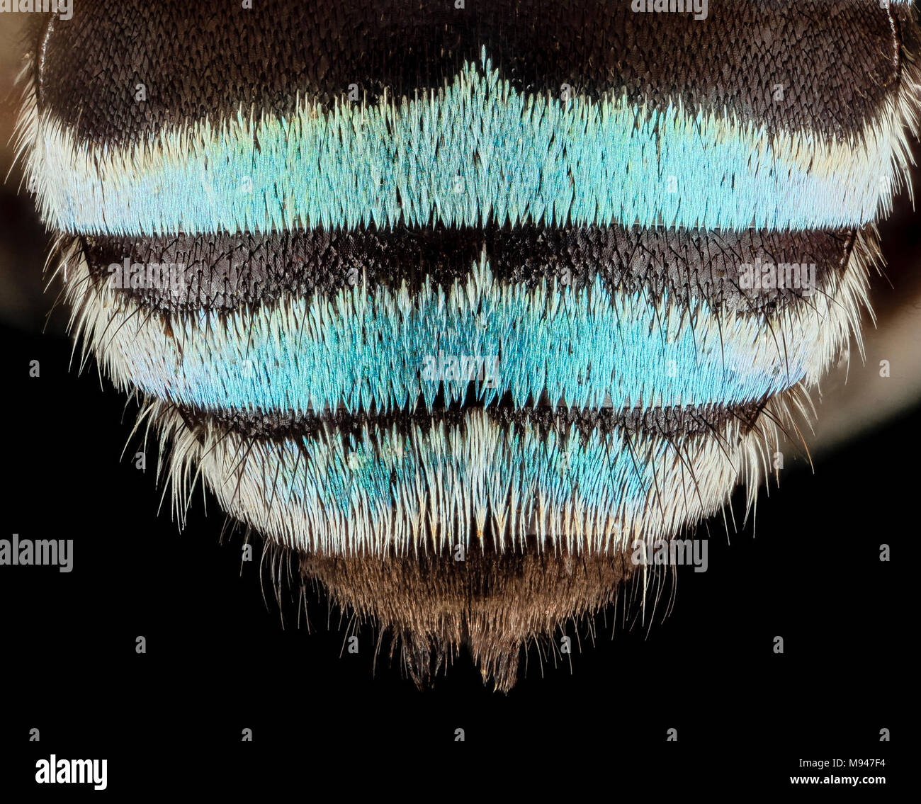 amegilla, m, abdomen close, india Stock Photo Alamy