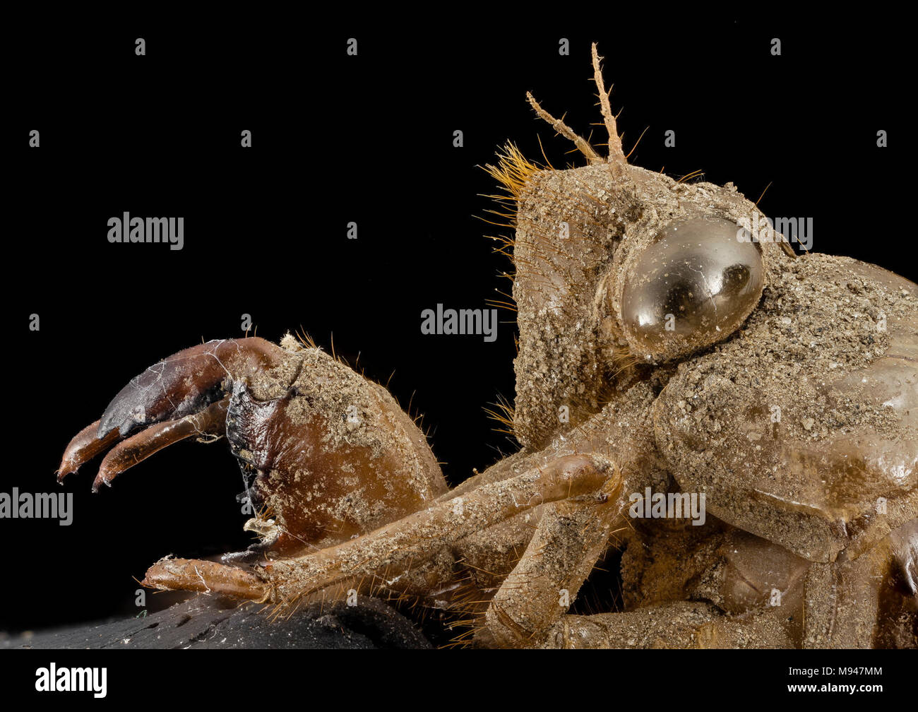 cicada, shell, side face, upper marlboro, md Stock Photo