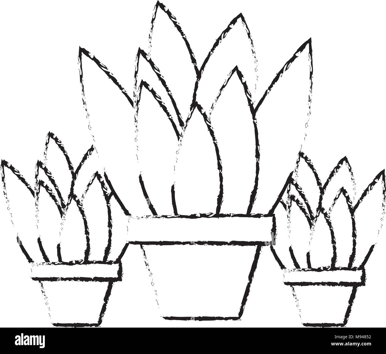 Potted Plants Black and White Stock Photos & Images - Alamy