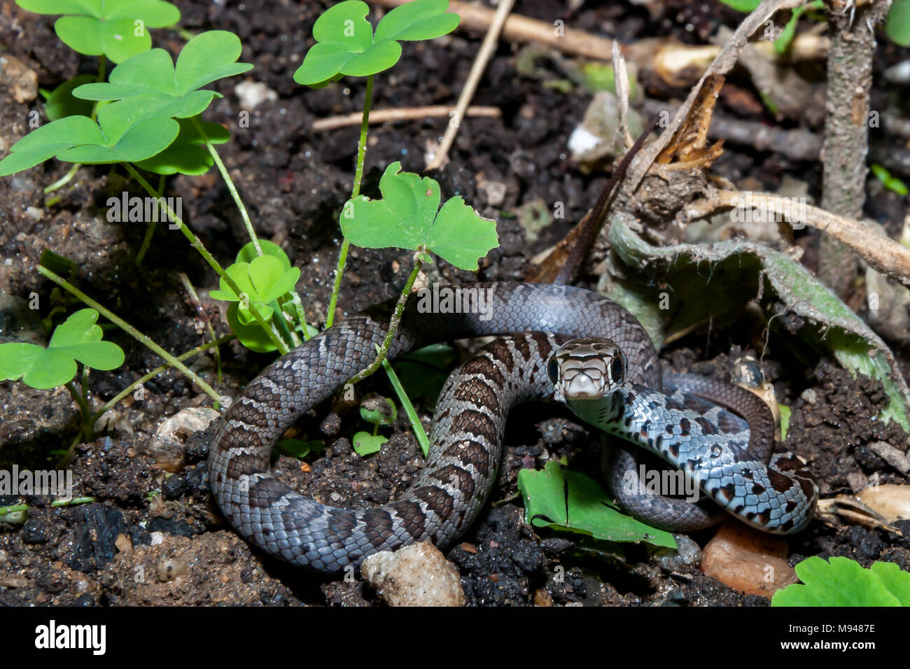 Juvenile Northern Black Racer (Coluber constrictor constrictor) Stock Photo