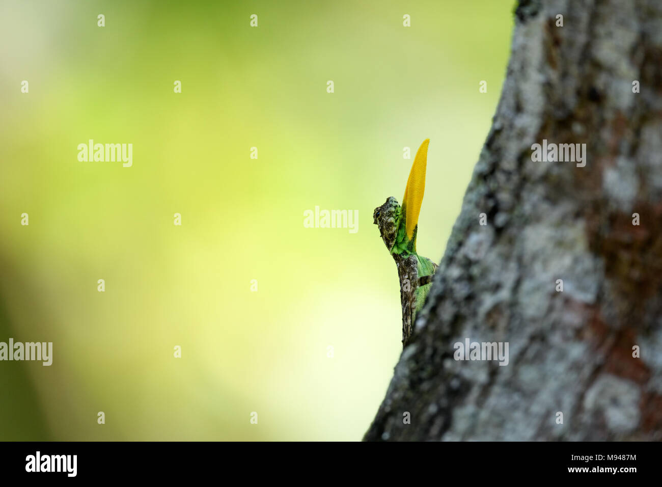 Draco dussumieri or southern flying lizard, is a species of agamid lizard capable of gliding from tree to tree. It is found in the Western Ghats Stock Photo