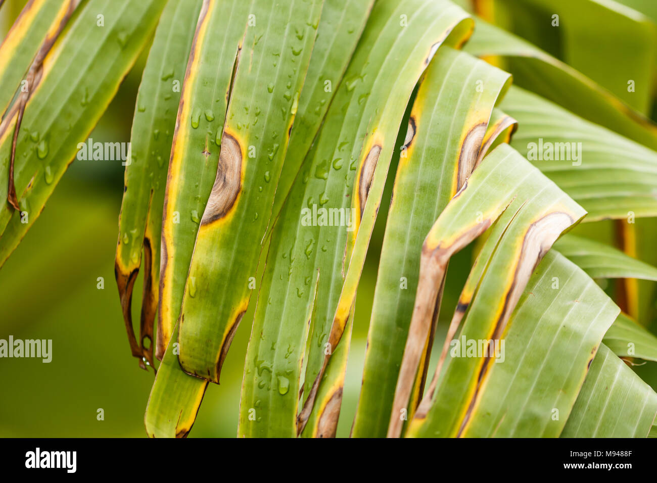 Banana leaves hires stock photography and images Alamy