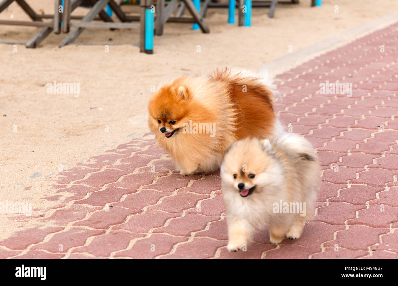 Dog Brown Pom Poms Stock Photo 1143414434