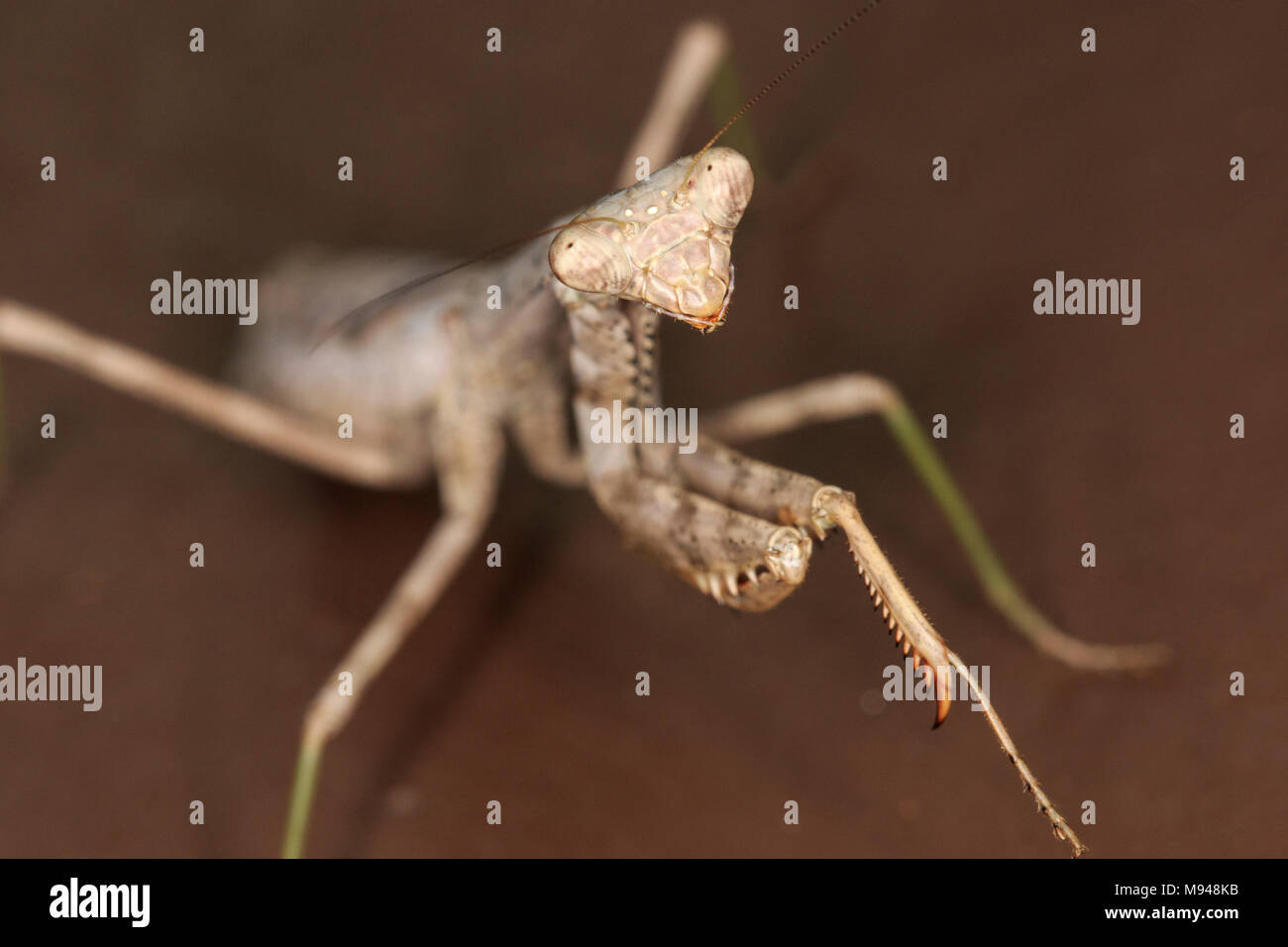 Carolina Mantis (Stagmomantis carolina) Stock Photo