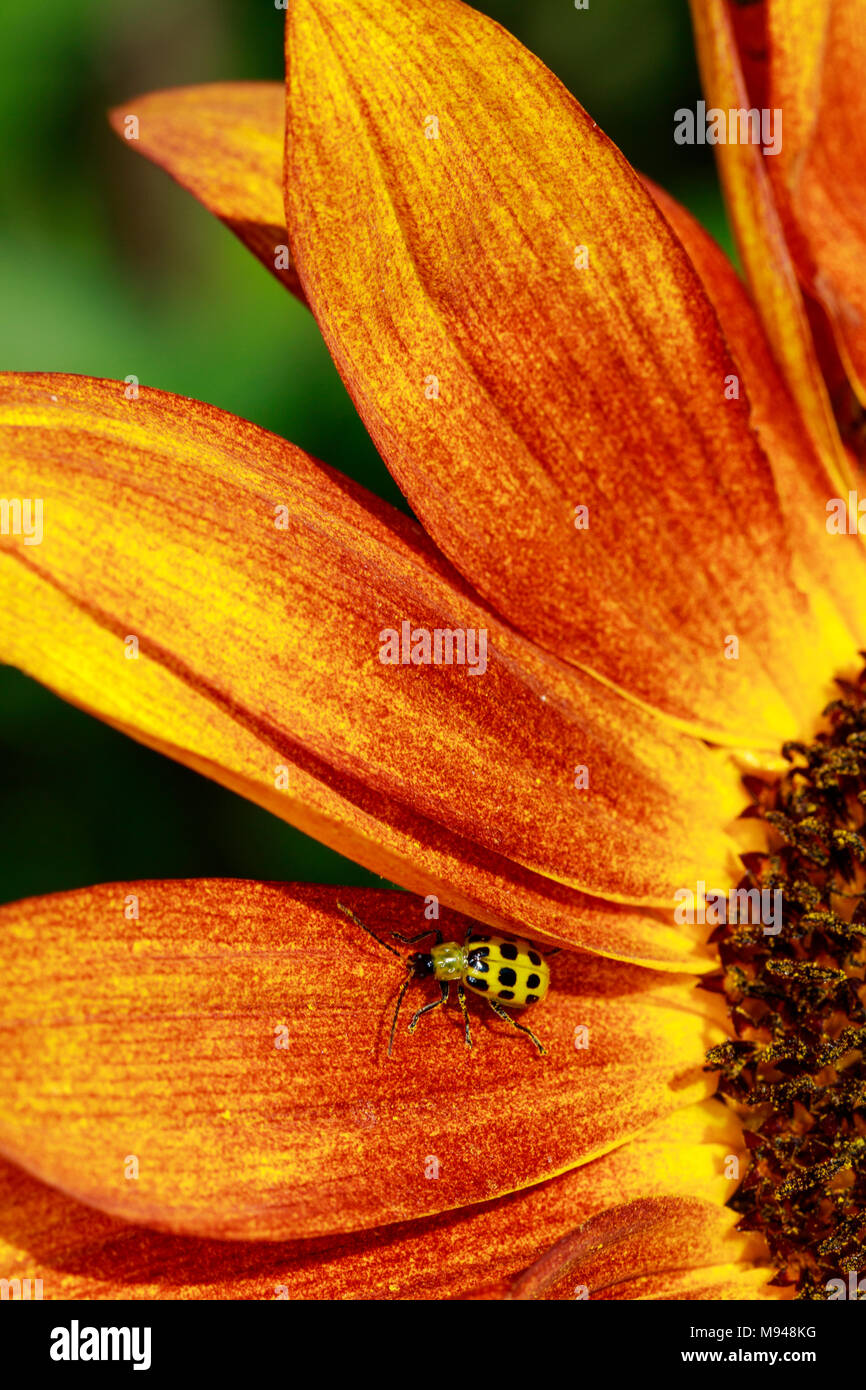 Spotted Cucumber Beetle (Diabrotica undecimpunctata) on sunflower Stock Photo