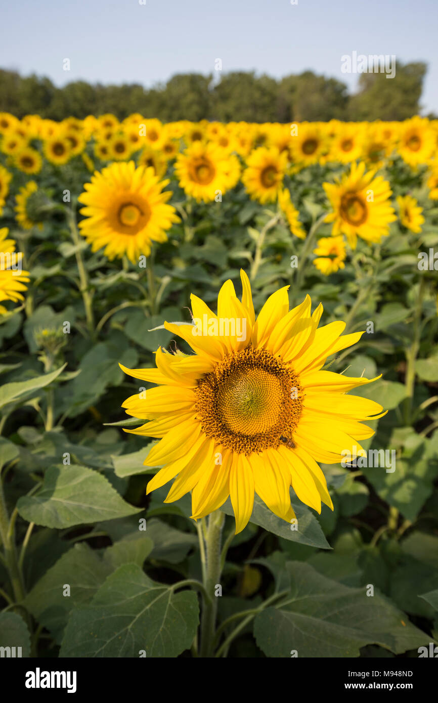 Field of sunflowers Stock Photo - Alamy
