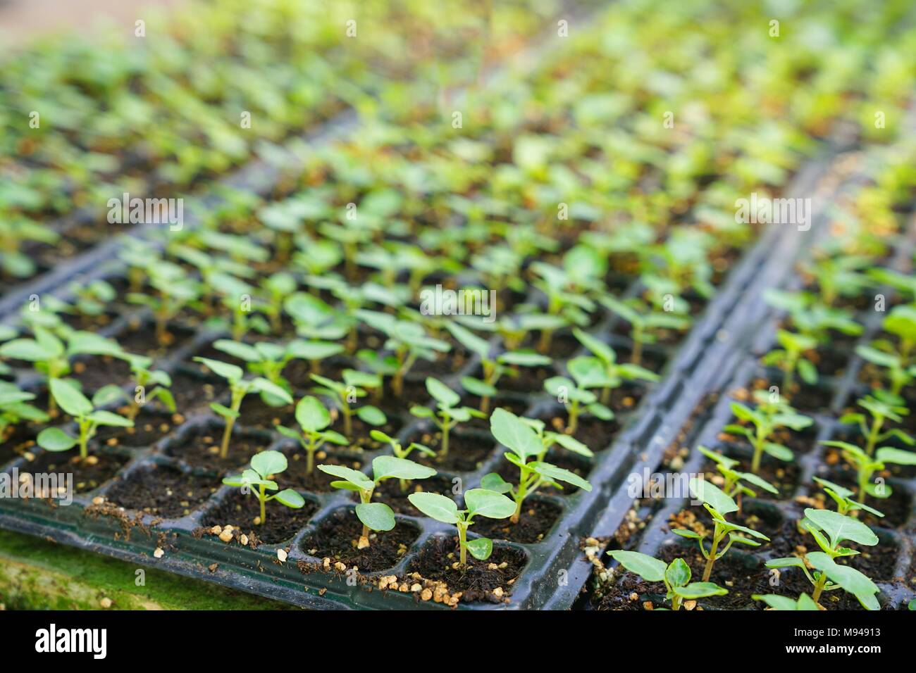 Vegetable seedling in plastic seedling tray Stock Photo Alamy
