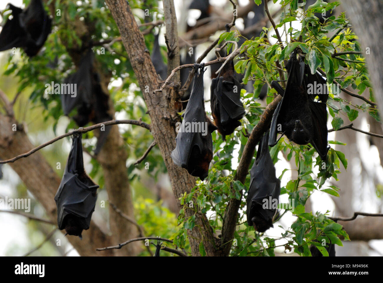 Black flying fox pteropus alecto kakadu hires stock photography and