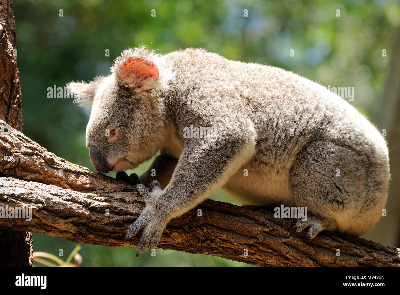 Koala sitting on eucalyptus tree in Queensland, Australia Stock Photo ...