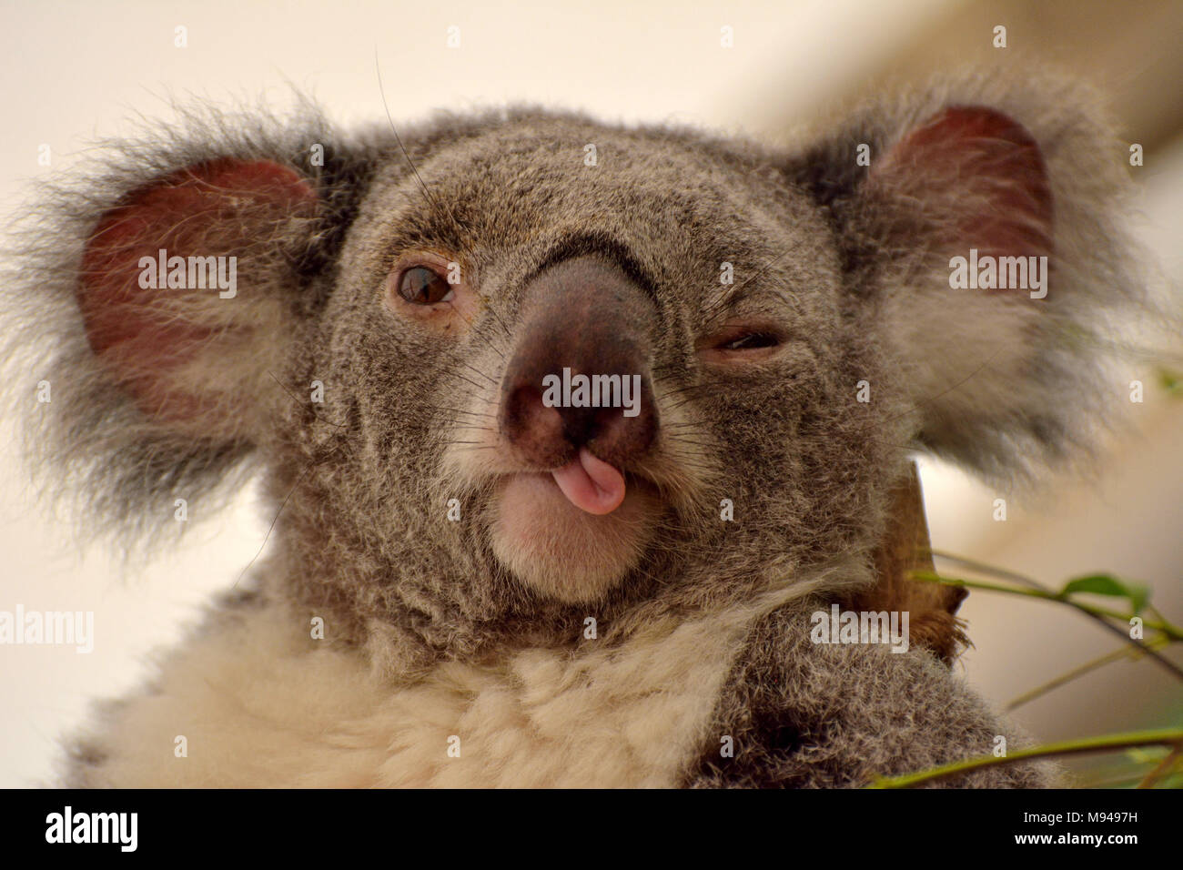 Koala Bear Baby In Pouch