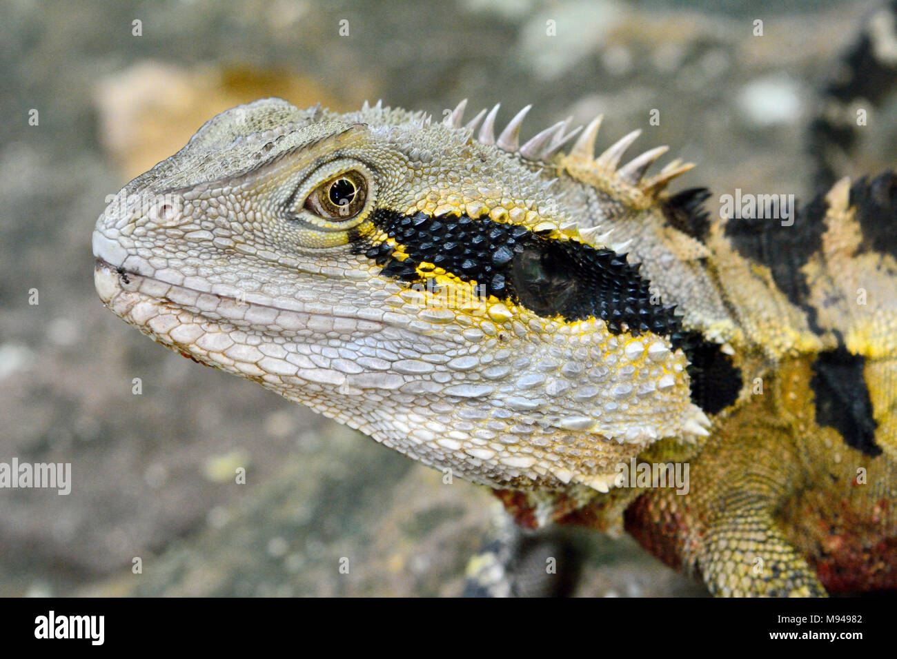 Portrait of Australian water dragon (Intellagama lesueurii) Stock Photo