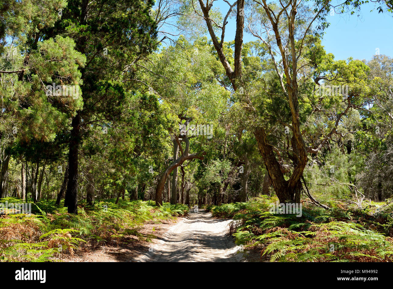 Sand trail in rainforest on South Stradbroke Island in Queensland, Australia. Stock Photo