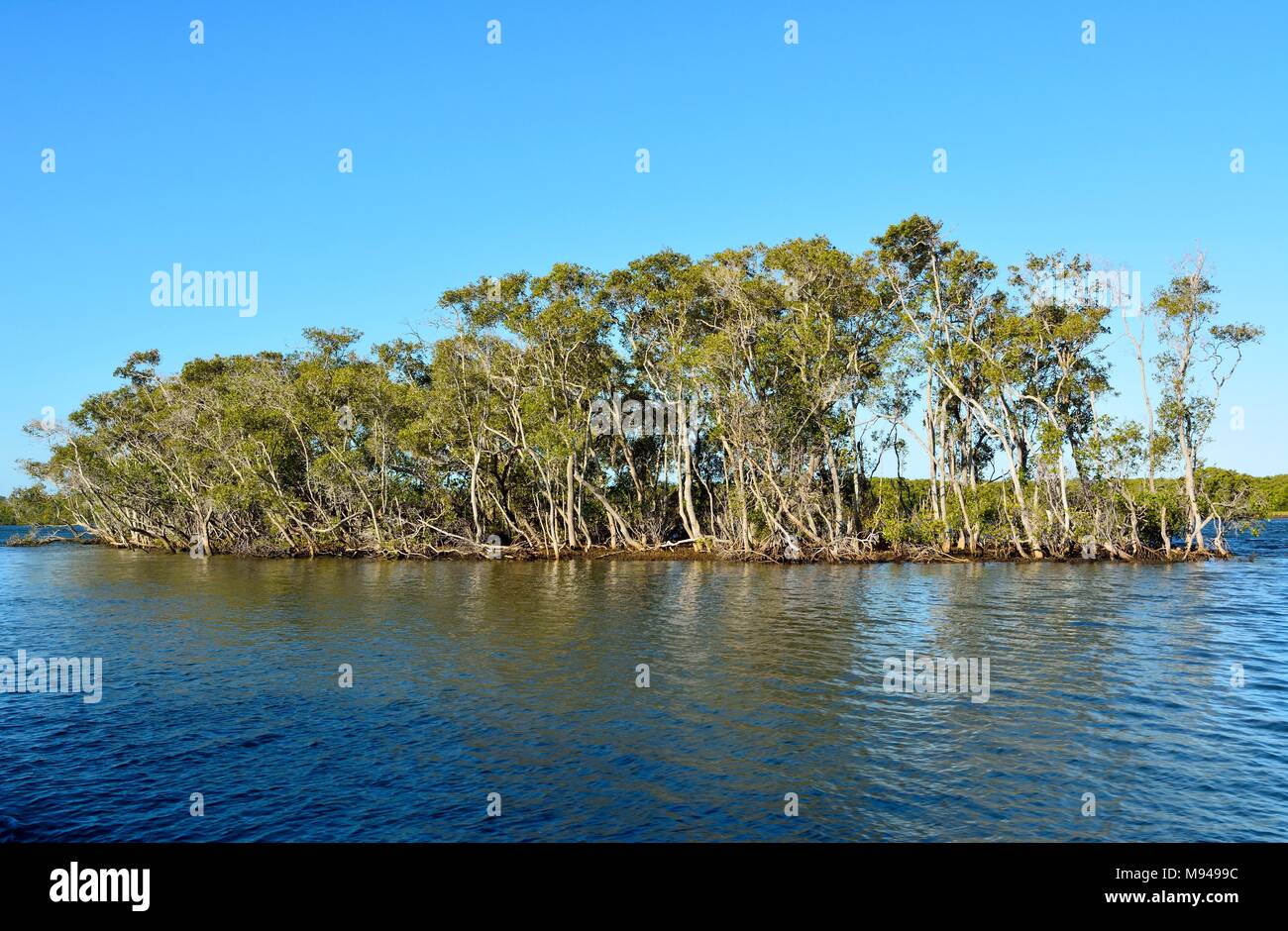 Mangrove trees on South Stradbroke Island in Queensland, Australia. Stock Photo