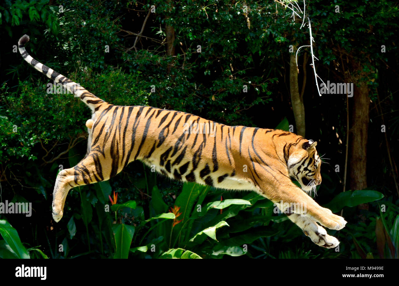 Tiger (Panthera tigris) performing a jump. Stock Photo