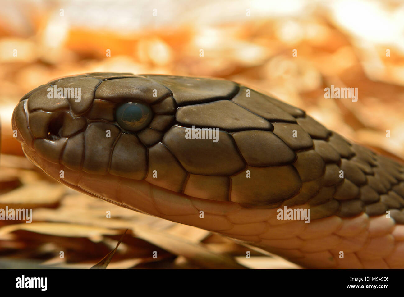 Head of king cobra snake (Ophiophagus Hannah) Stock Photo