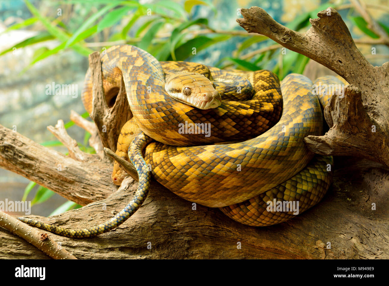 Scrub python (Morelia kinghorni) is the largest snake found in ...