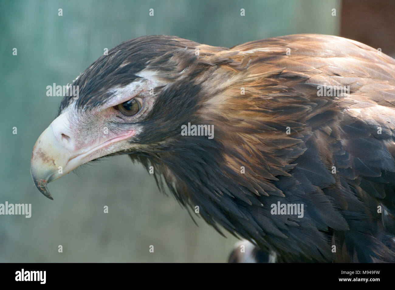 Wedge-tailed Eagle (Aquila audax) is the largest bird of prey in Australia. Stock Photo