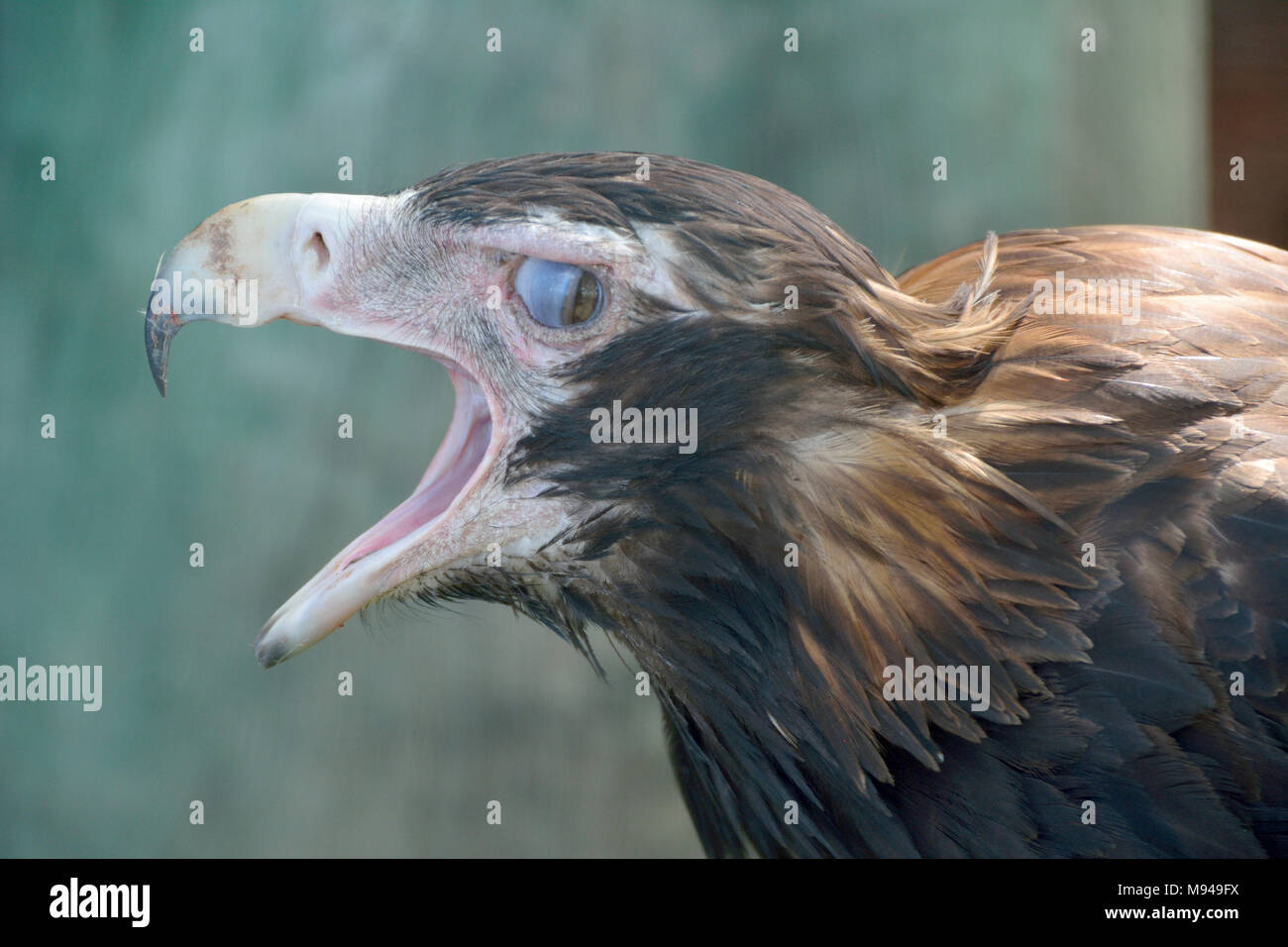 Wedge-tailed Eagle (Aquila audax) is the largest bird of prey in Australia, beak open. Stock Photo