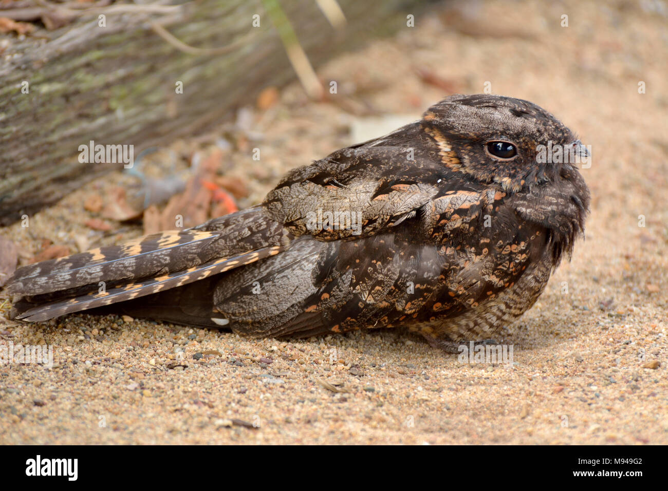 Spotted nightjar (Eurostopodus argus) bird inhabits much of mainland Australia. Stock Photo