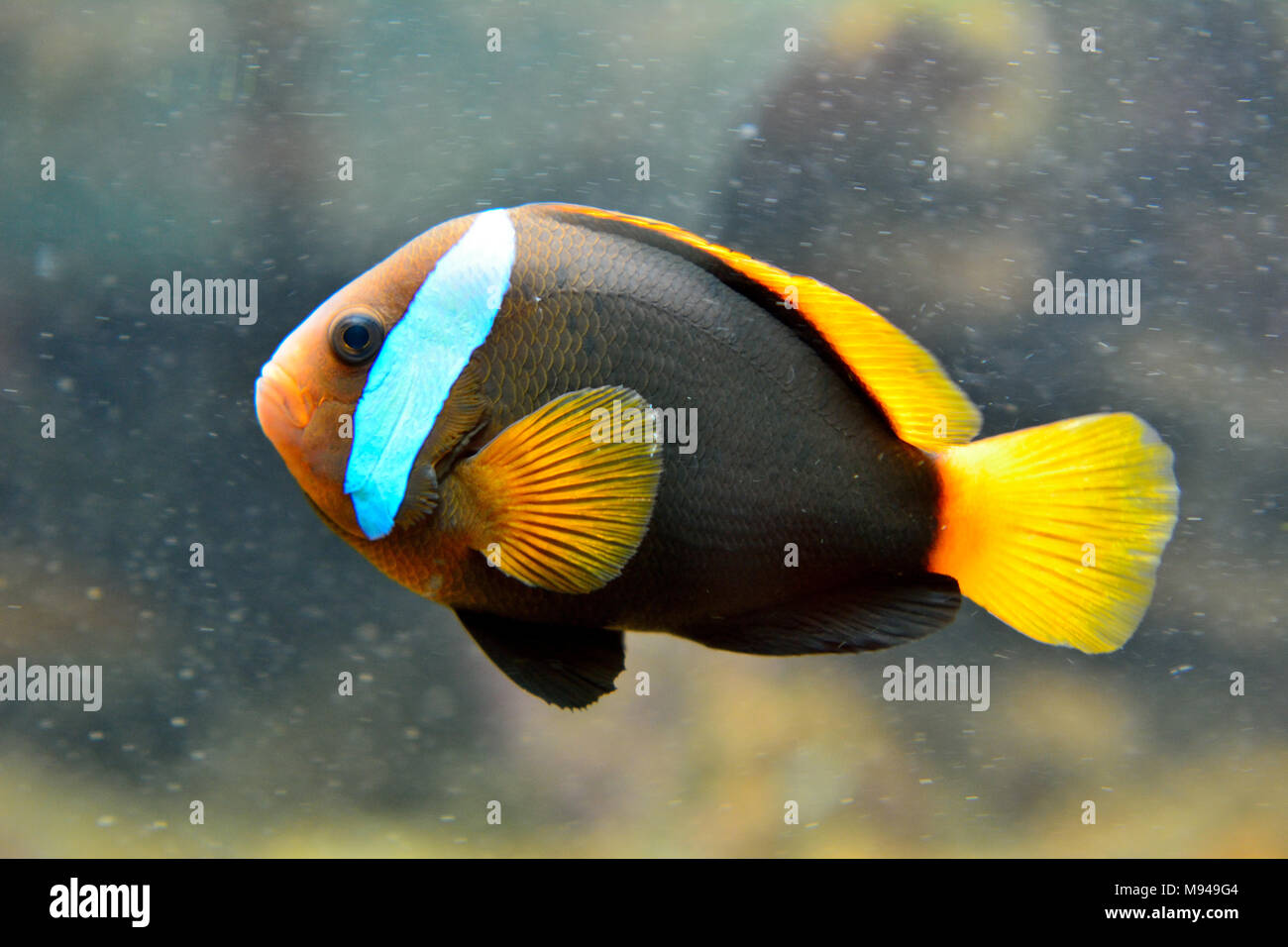 Cinnamon clownfish (Amphiprion melanopus) is a widely distributed anemonefish chiefly found in the western and southern parts of the Pacific Ocean. Stock Photo