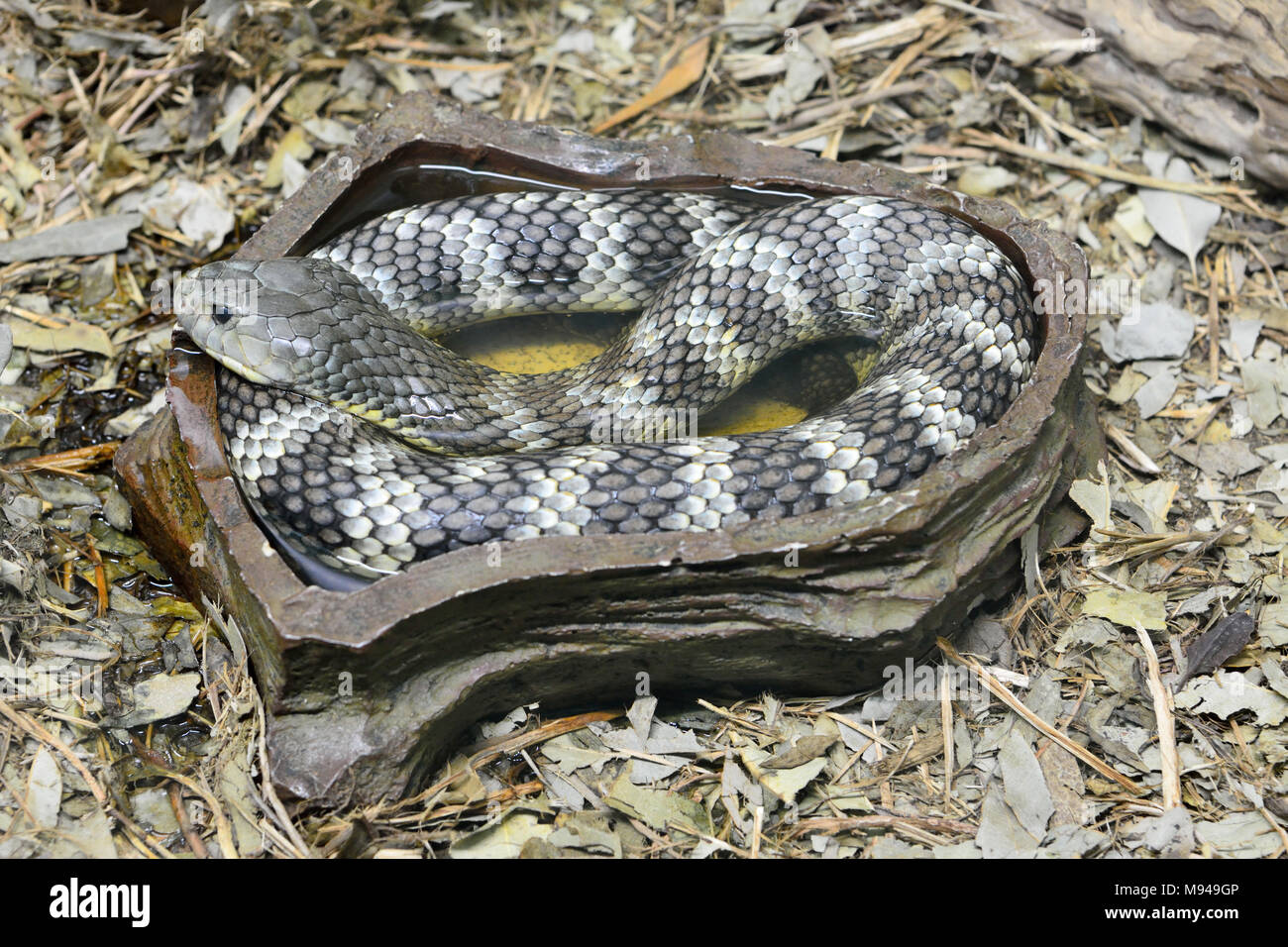 Eastern tiger snake (Notechis scutatus scutatus) is a venomous snake found in Australia. Stock Photo
