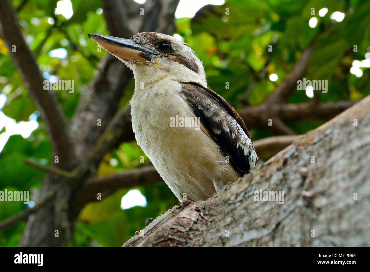 Kookaburra (Genus Dacelo) on a tree branch in Australia. Stock Photo