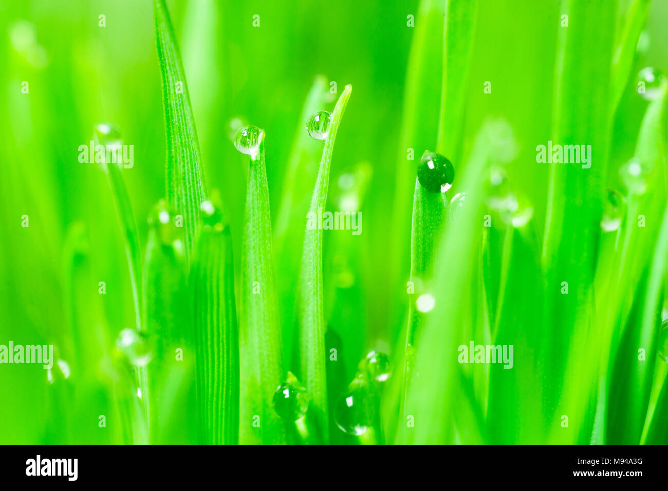 Wheat-grass passes water from root to stem blade tip overnight Stock Photo